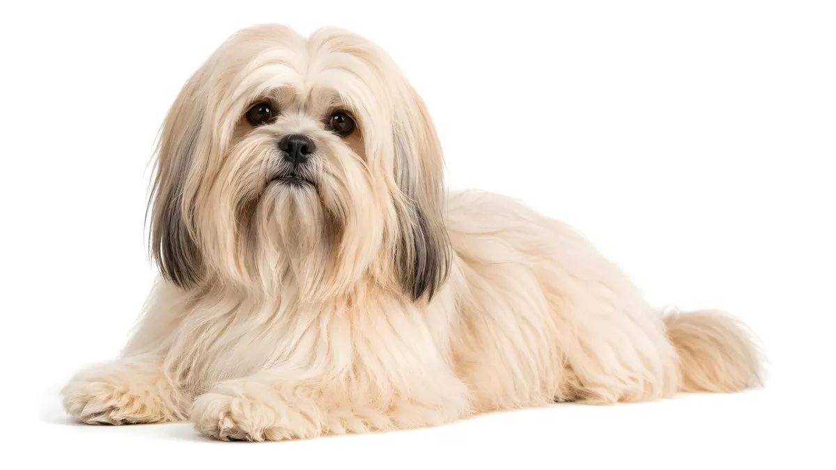 Lhasa Apso mit langem cremefarbenem Fell liegt ruhig