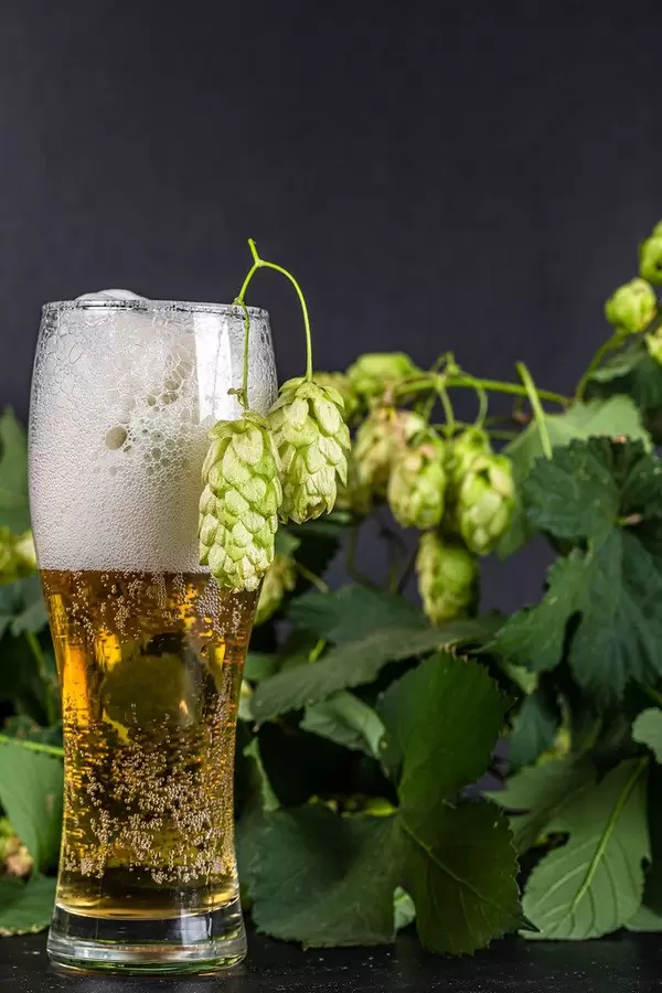 Light beer in a glass on a dark background with branches of hops