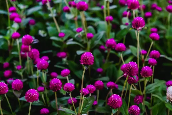 Lila Blumen blühen in einem grünen Garten