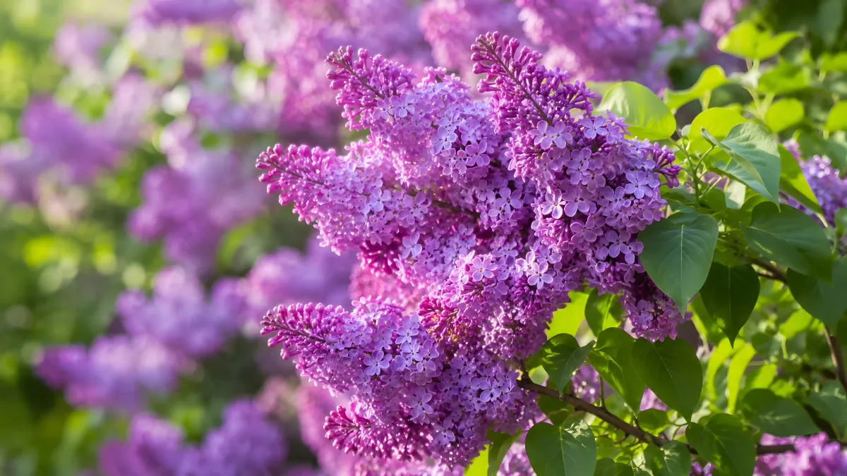 Lila Fliederblüten im Frühling in voller Pracht