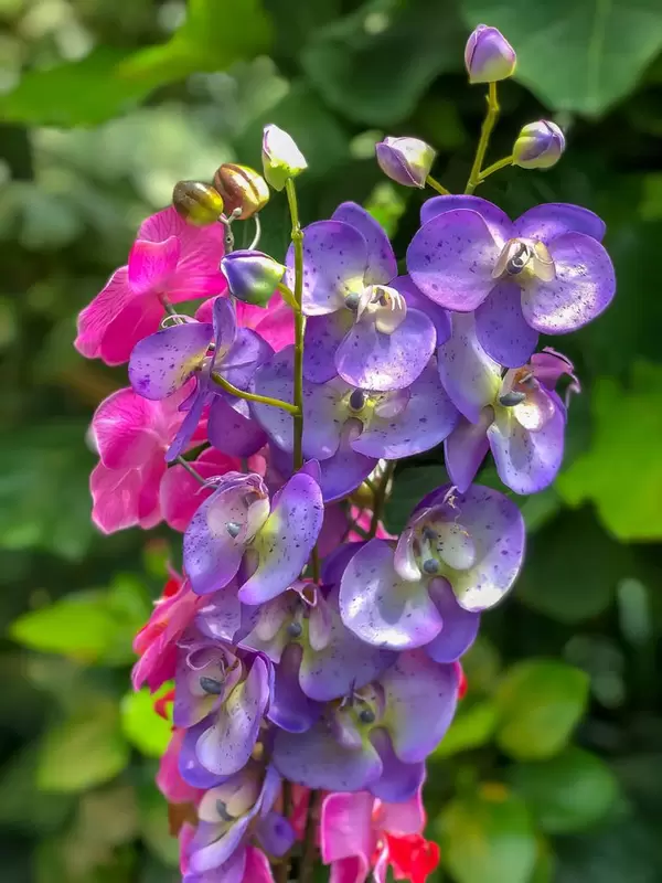 Lila und rosa Orchideen im Wiener Schmetterlinghaus