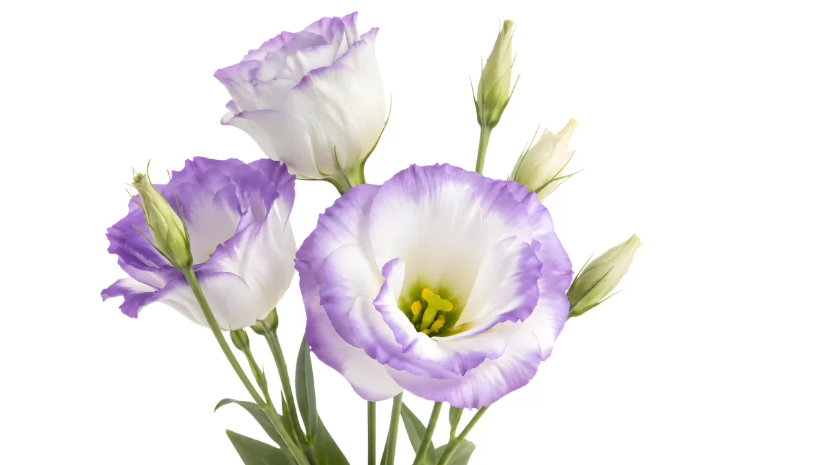 Lila-weiße Lisianthus Blüten vor weißem Hintergrund