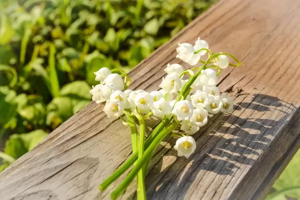 Lily of the valley on a piece of wood