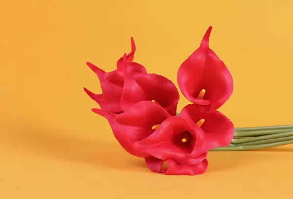 Lily roses on orange background