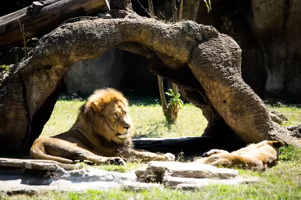 Lion looking out at a distance (Flip 2019)