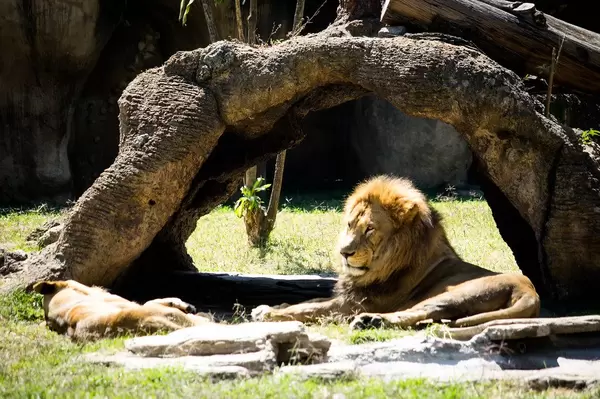 Lion looking out at a distance