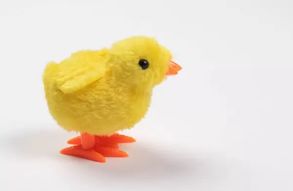 Little chicken on white background