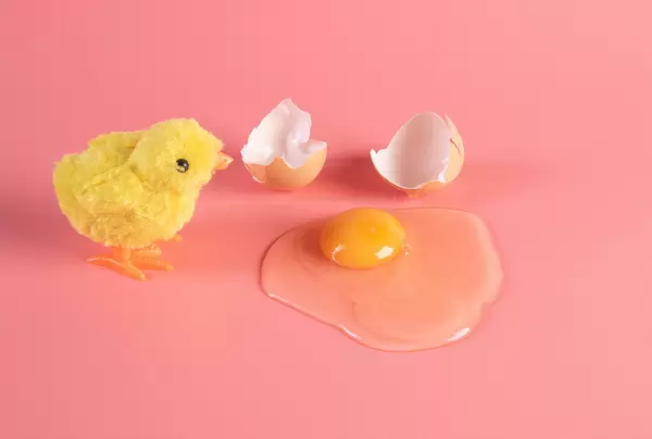 Little chicken with broken brown chicken egg