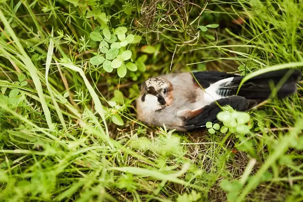 Little Eurasian Jay Sitting In The Grass