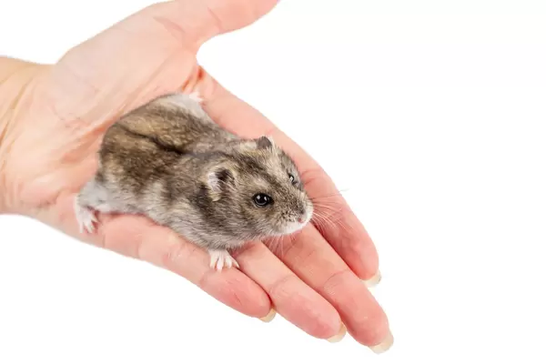 Little hamster in a female hand