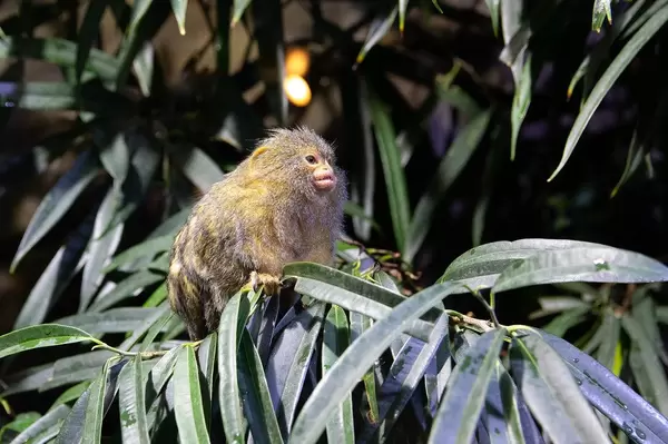 Little monkey standing on a green tree in Budapest Tropicarium