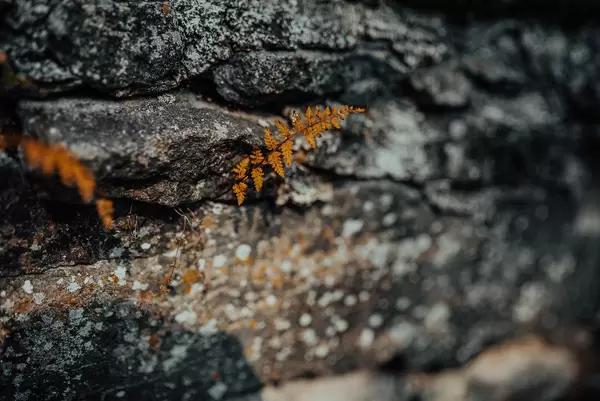 Little Mountain Orange Ferm Growing (Flip 2019)