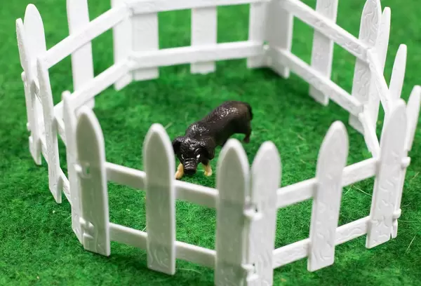 Little pig behind a fence