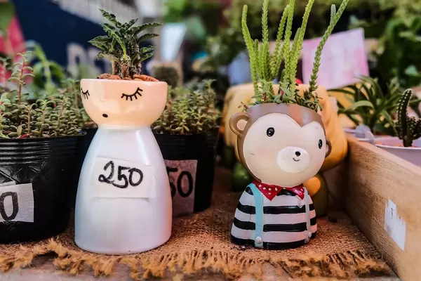 Little pots of plants, close up shot