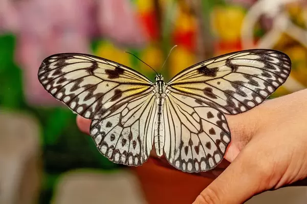 Live butterfly idea leuconoe on hand