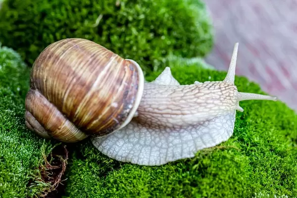 Live wild snail on green moss