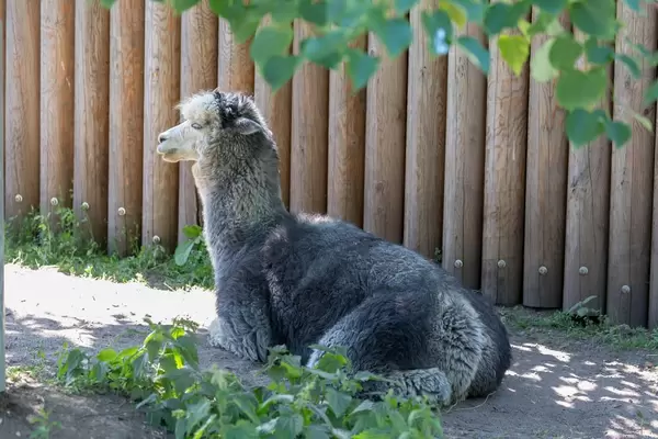 Llama - Lama glama