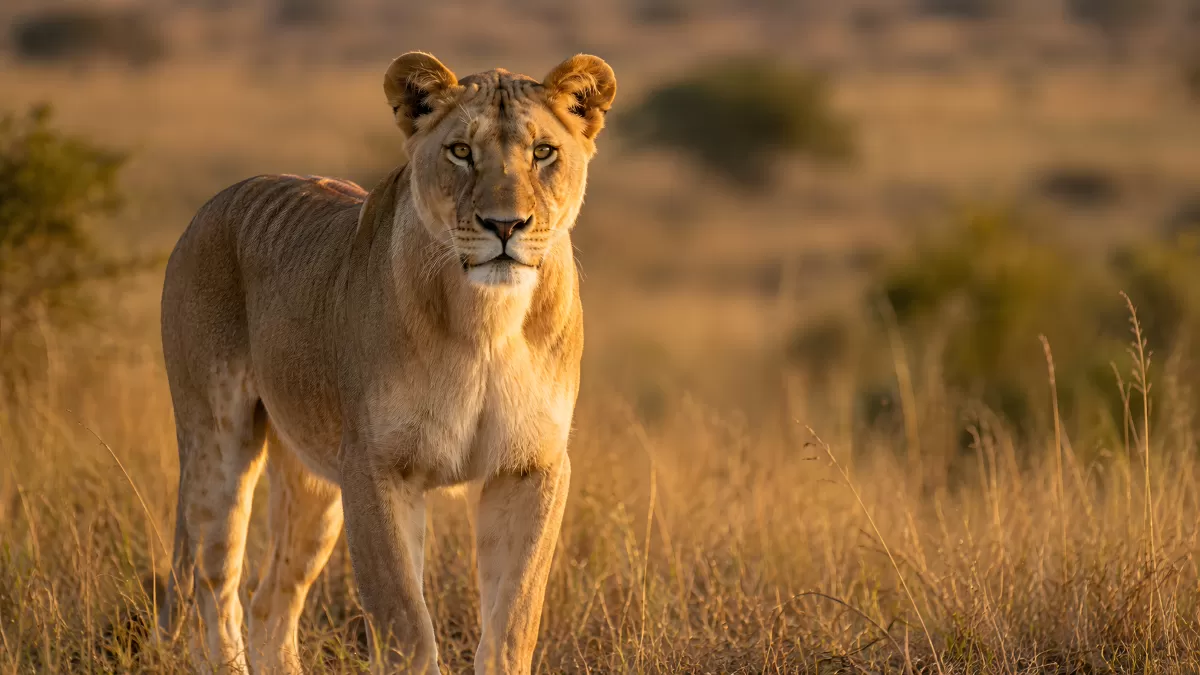 Löwin in der afrikanischen Savanne im Abendlicht