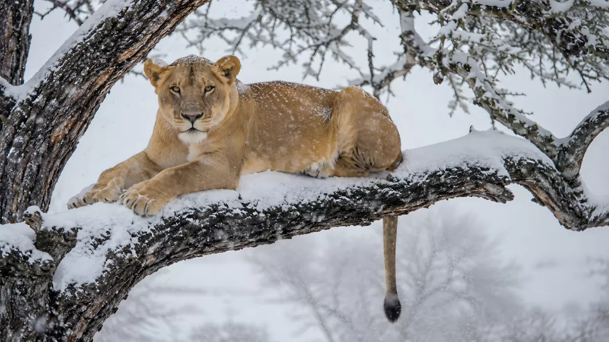 Löwin ruht auf schneebedecktem Ast im Winter