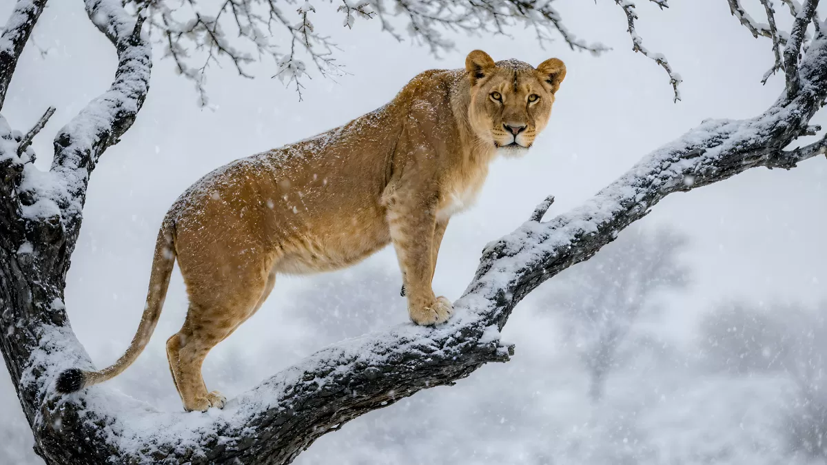 Löwin steht auf schneebedecktem Ast im Winter