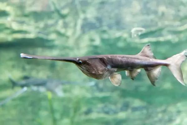 Löffelstör (Polyodon spathula) im Shedd Aquarium