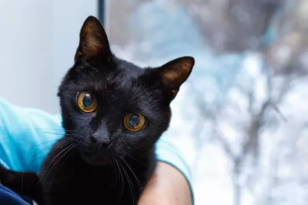 Look of a black cat in women's hands