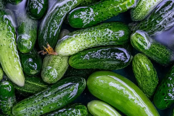 Lots of fresh green cucumbers in a bowl of water