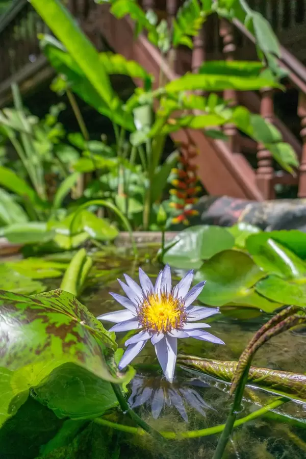 Lotus Flower Bokeh with Royal Palace Museum in the Background in Phnom Penh