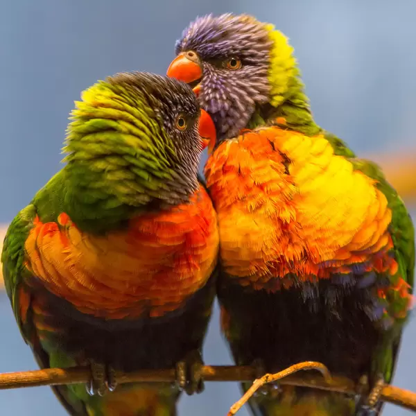 Love Birds