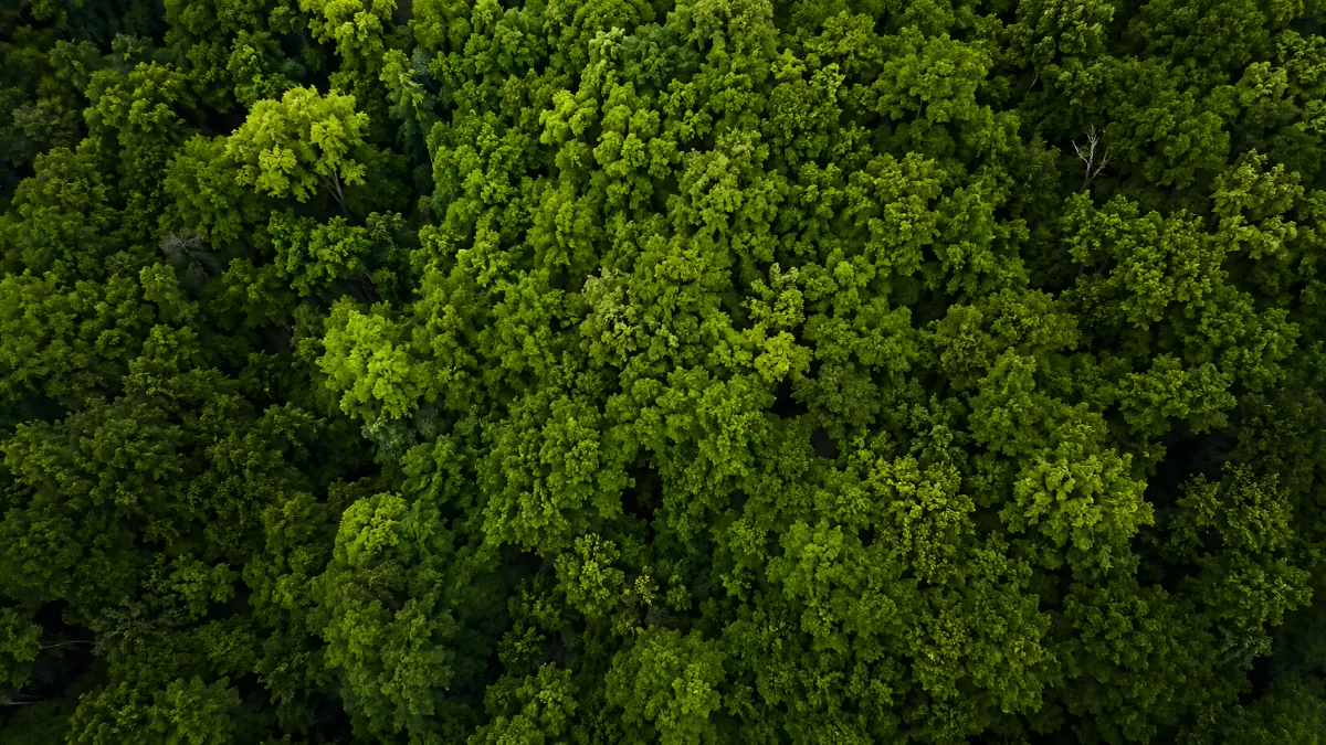 Luftaufnahme dichter Laubwald von oben im Sommer