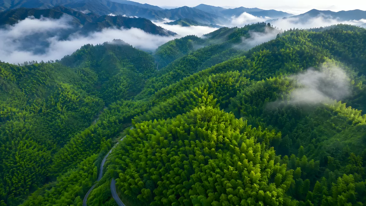 Luftaufnahme grüner Bergwälder im Morgennebel