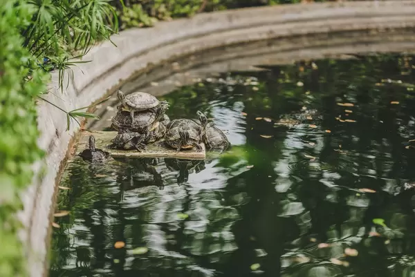 Lustige Wasserschildkröten sitzen aufeinander an einem Brunnen