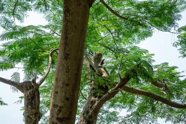 Macaque Monkey sitting on a Tree Branch in the National Park on Son Tra Island at Linh Unh Pagoda in Da Nang, Vietnam