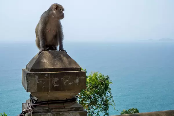 Macaque Monkey sitting on a Wall overlooking the East Vietnam Sea from Linh Ung Pagoda on Son Tra Island in Da Nang, Vietnam