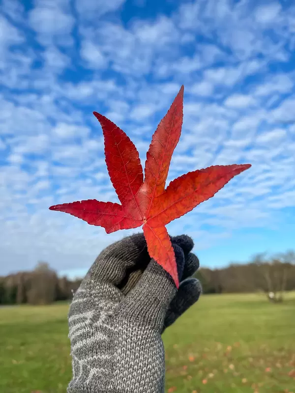 Mackerel blue sky, five-pointed red leaf, grey woolen glove: outdoor colours in winter