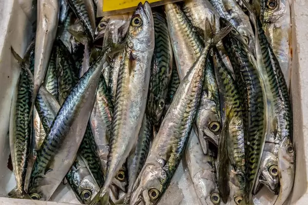 Mackerel on fish market