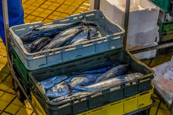 Mackerels in plastic boxes go on sale