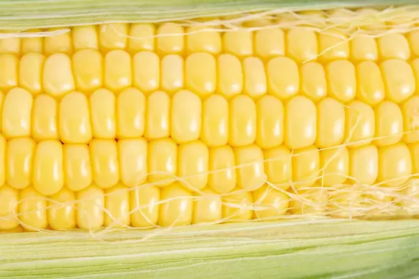 Macro image of Young Corn seeds