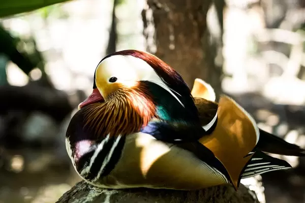 Madarin duck sitting still