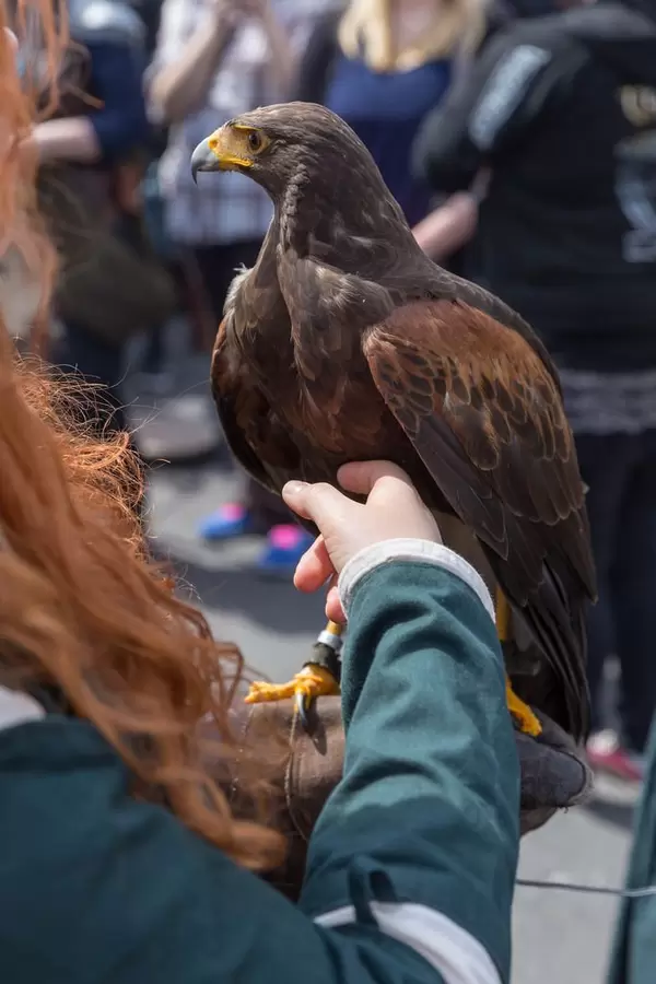 Mädchen streichelt einen Adler