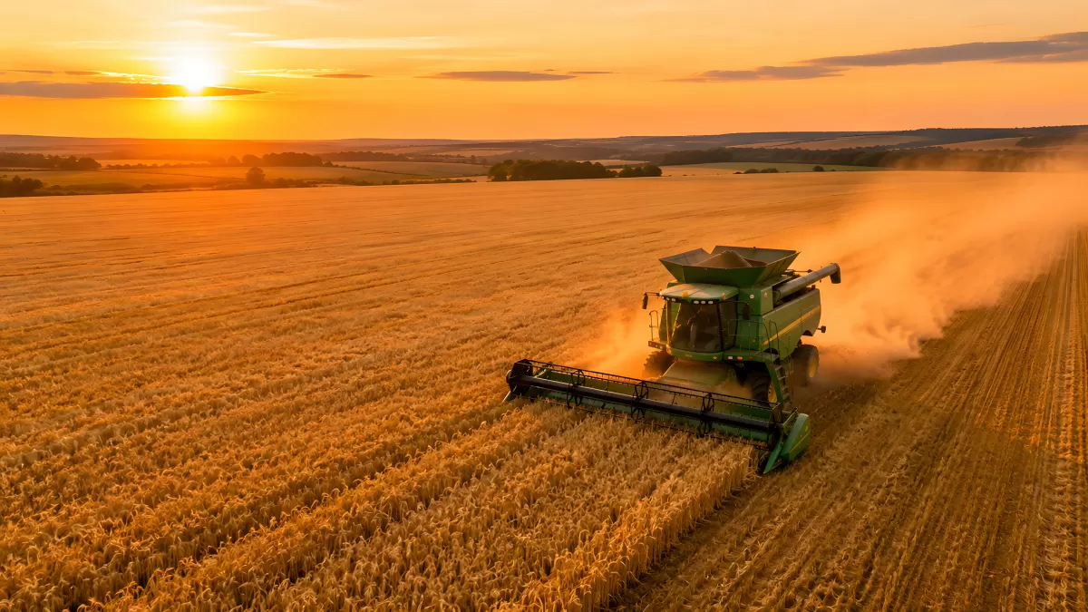 Mähdrescher erntet Weizenfeld bei goldenem Sonnenuntergang