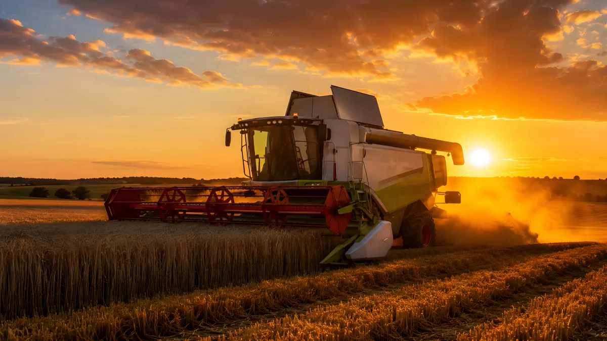 Mähdrescher erntet Weizenfeld bei Sonnenuntergang