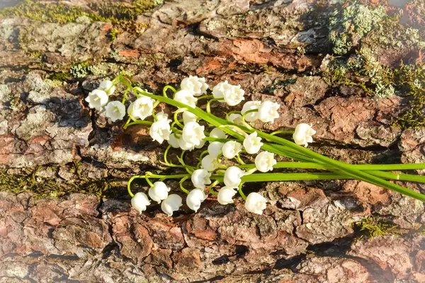 Maiglöckchen auf hölzernen Hintergrund