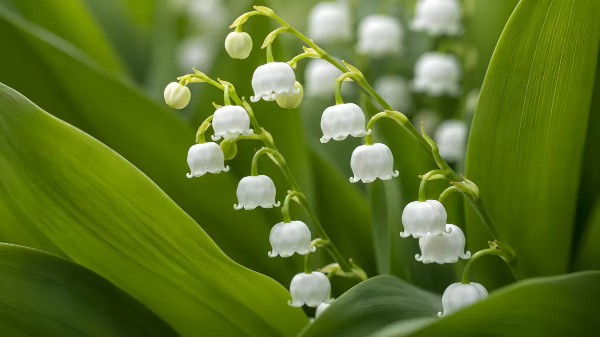 Maiglöckchen mit weißen Blütenglöckchen im Frühling