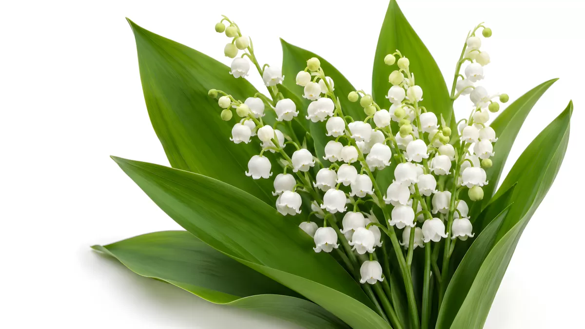 Maiglöckchen Strauß mit weißen Blüten auf hellem Hintergrund