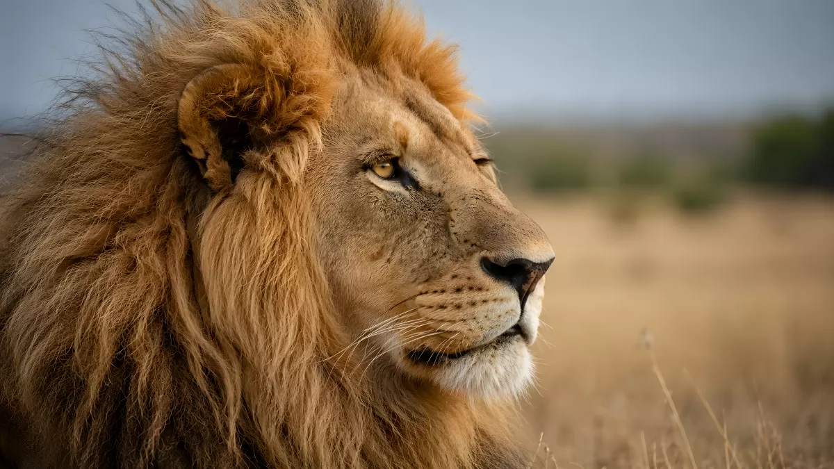 Majestätischer Löwe in der afrikanischen Savanne