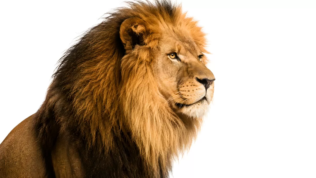 Majestätischer Löwe mit dichter Mähne im Portrait