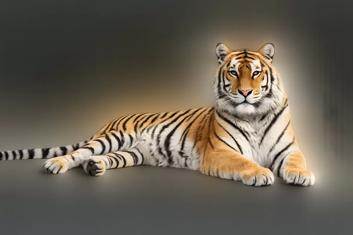 Majestätischer Tiger liegt ruhig vor dunklem Hintergrund