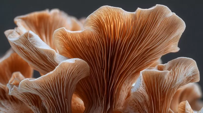 Makroaufnahme von Pilzlamellen in Beige