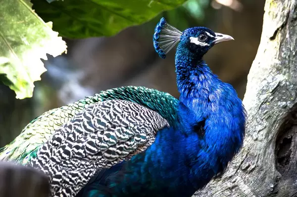 Male peacock